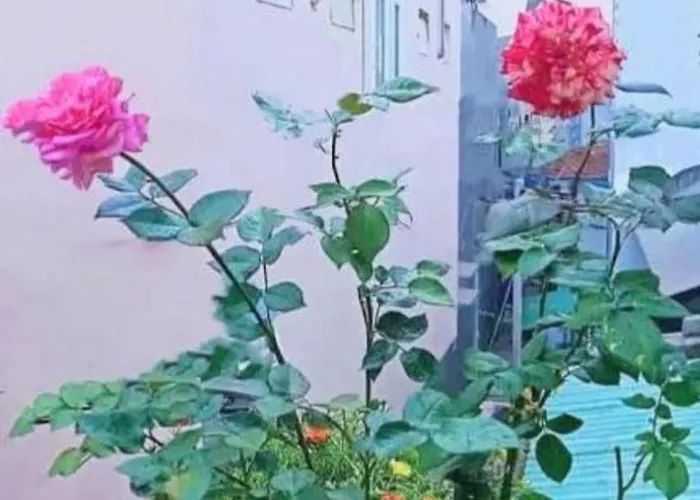 Hoàng Nga 2